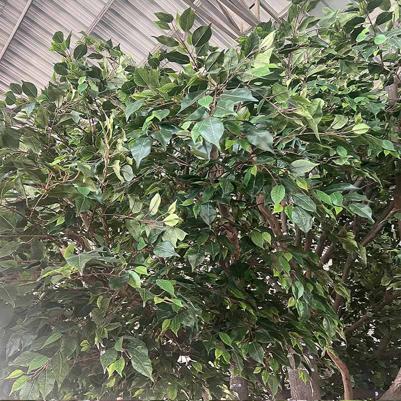 Large Artificial Banyan Tree for Park Landscaping