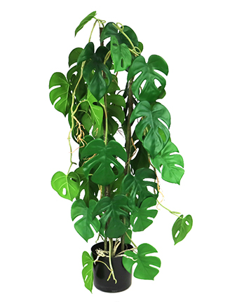 Plantas medianas