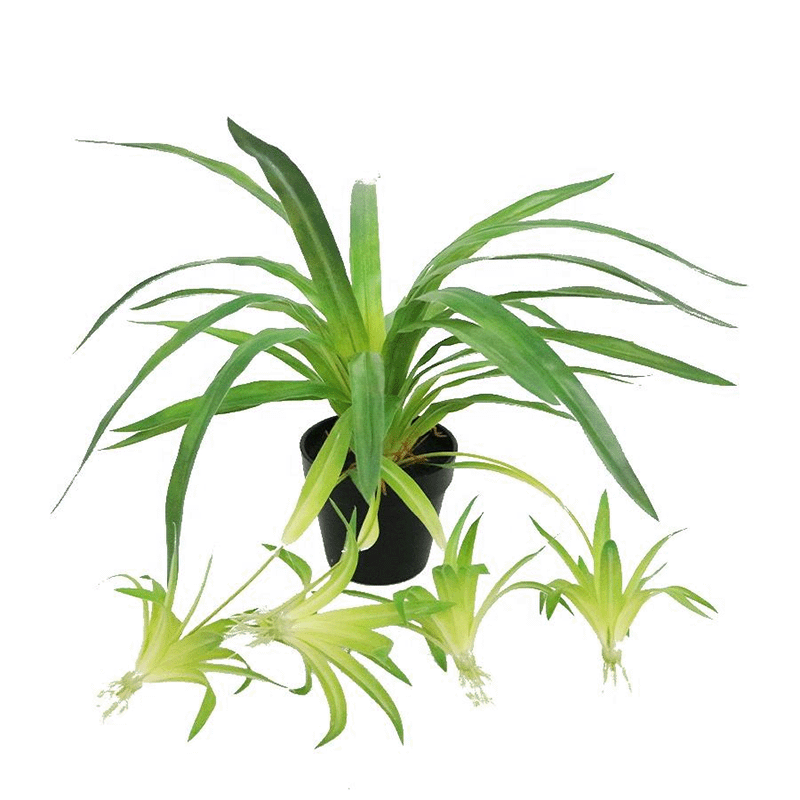 Artificial spider plant