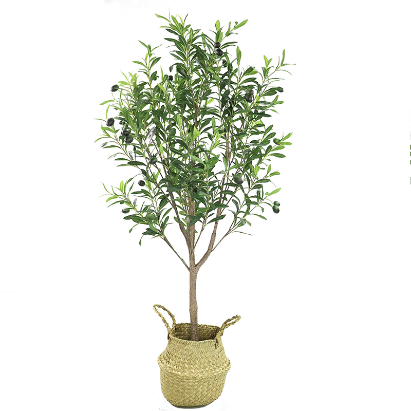 UV Olive Tree