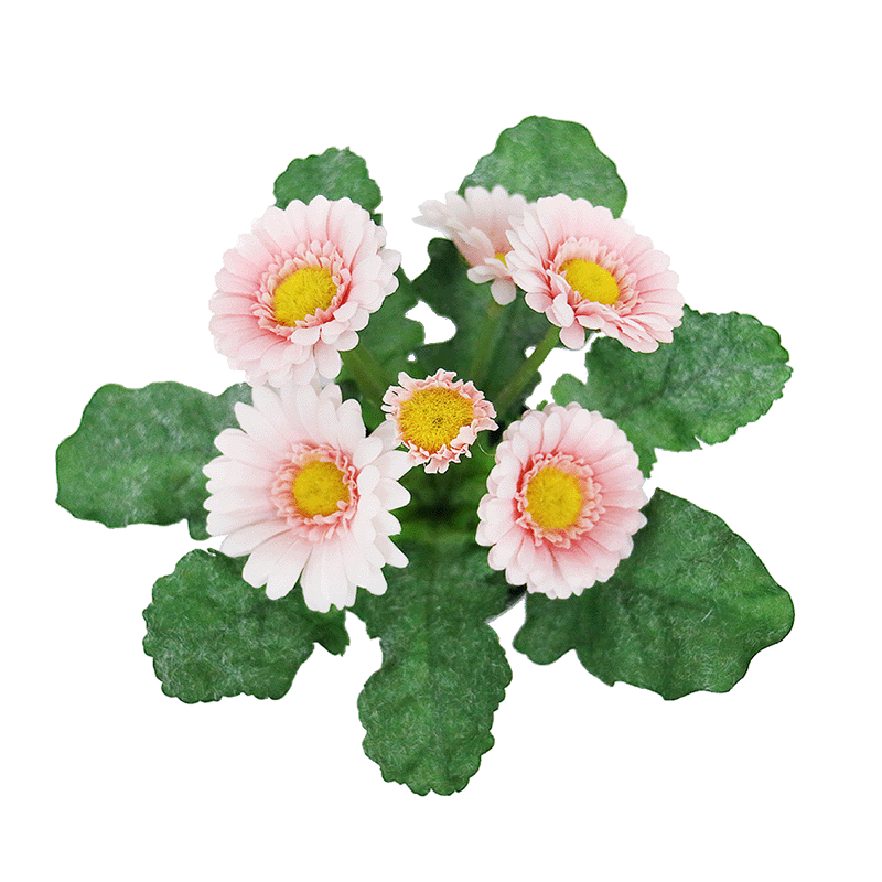 indoor daisy flowers
