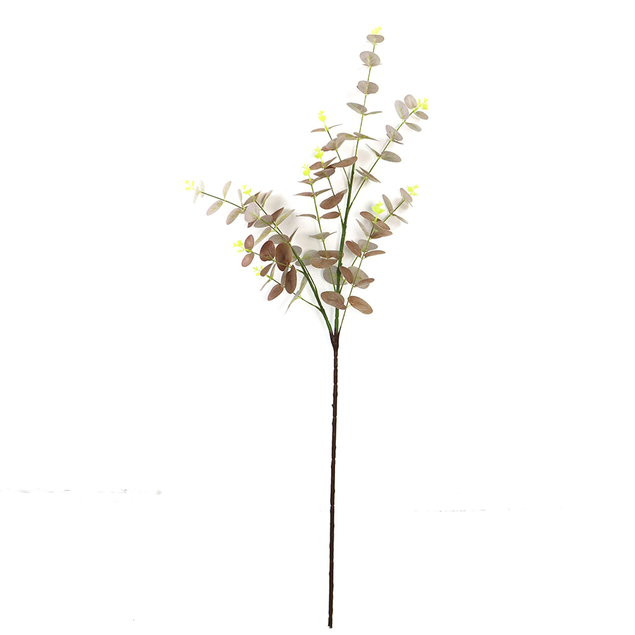 eucalyptus