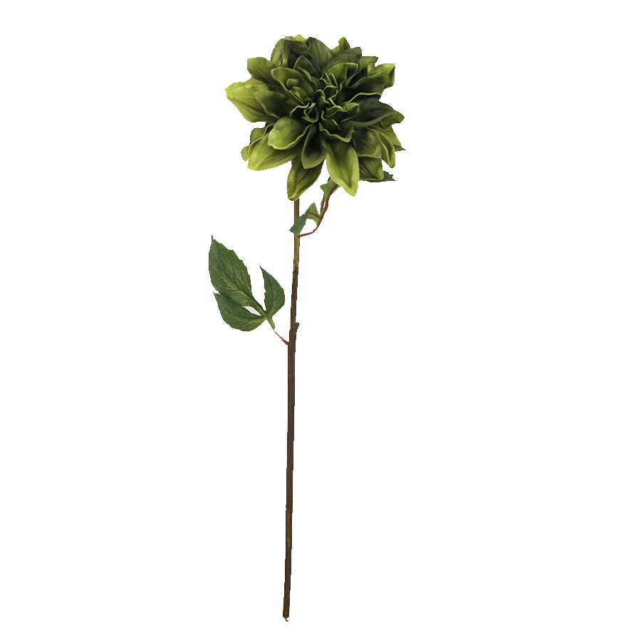 decorative dahlia stem