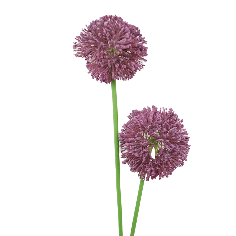 purple allium stem