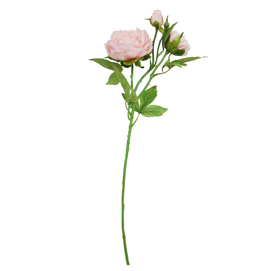 peony flower stem