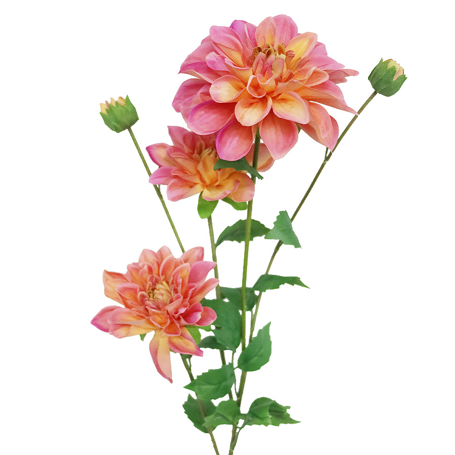 dahlia flowers