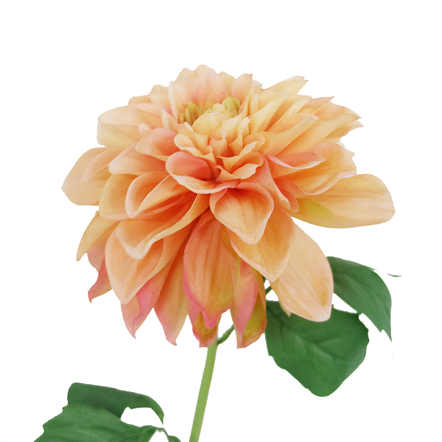 dahlia flowers