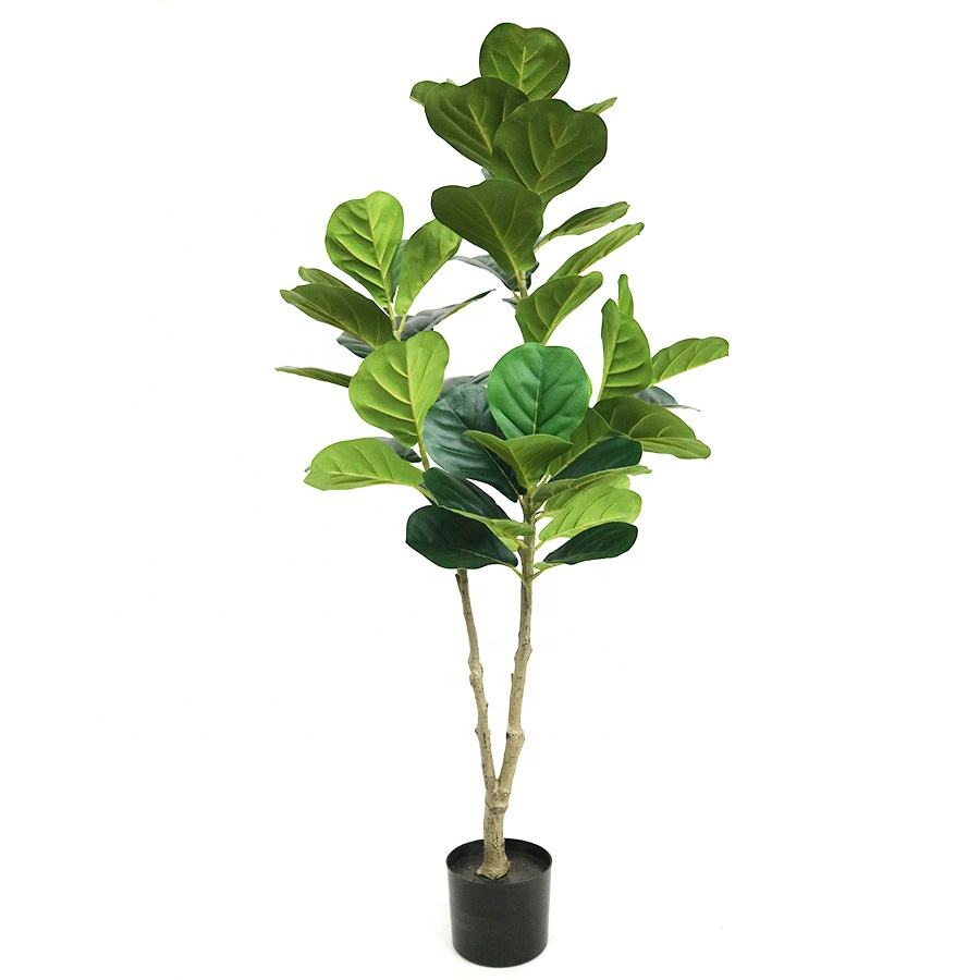 fiddle tree