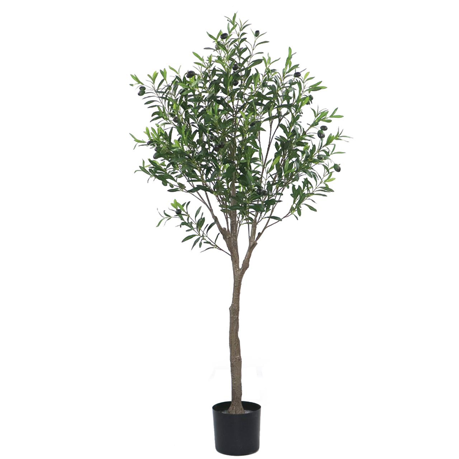 olive tree
