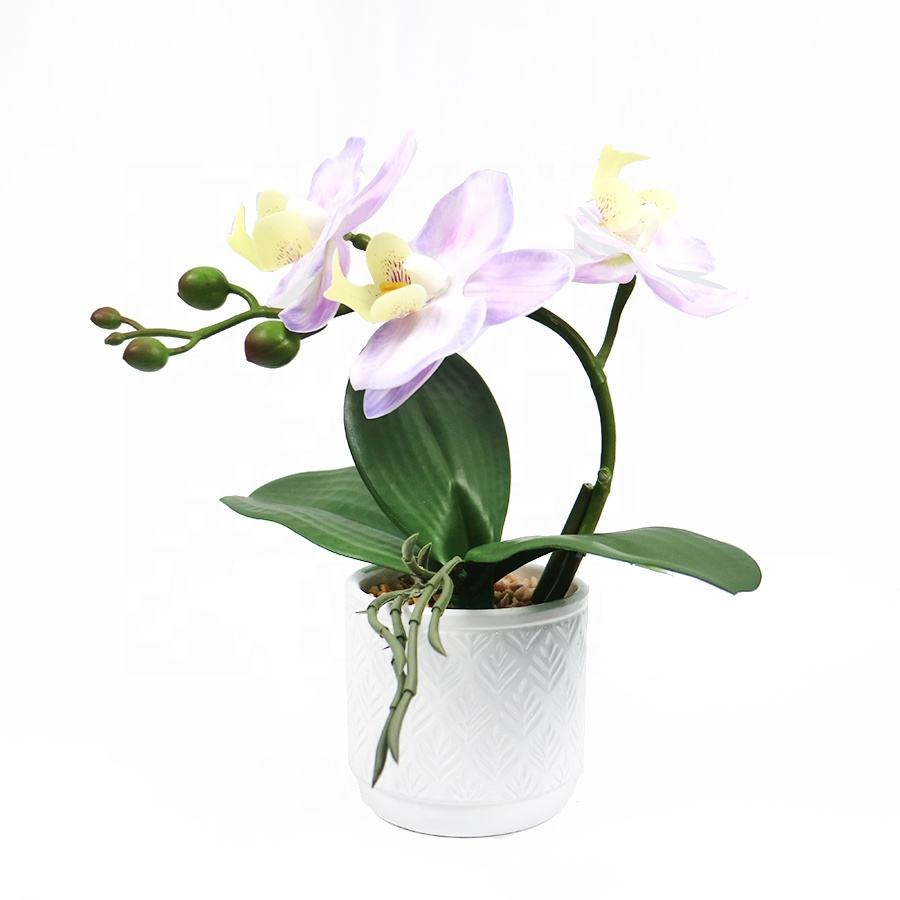 orchid bonsai orchid bonsai