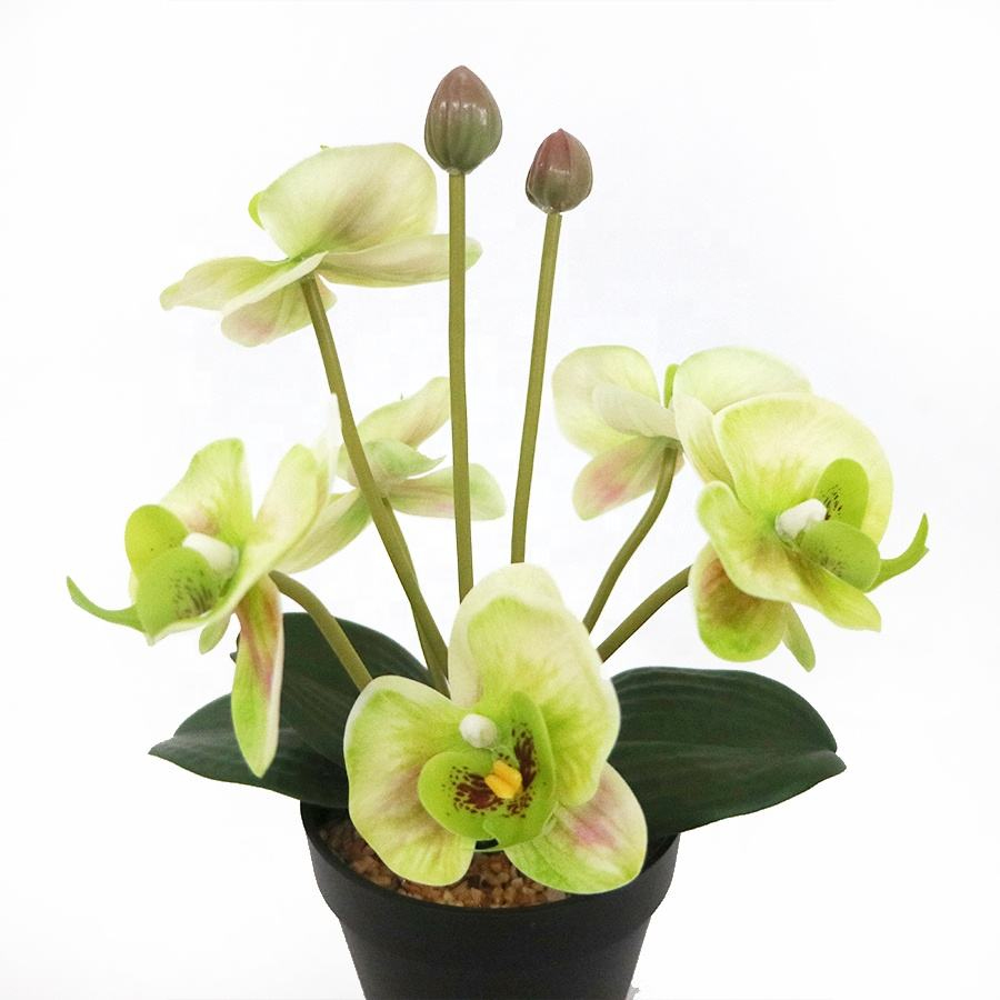 orchid flowers