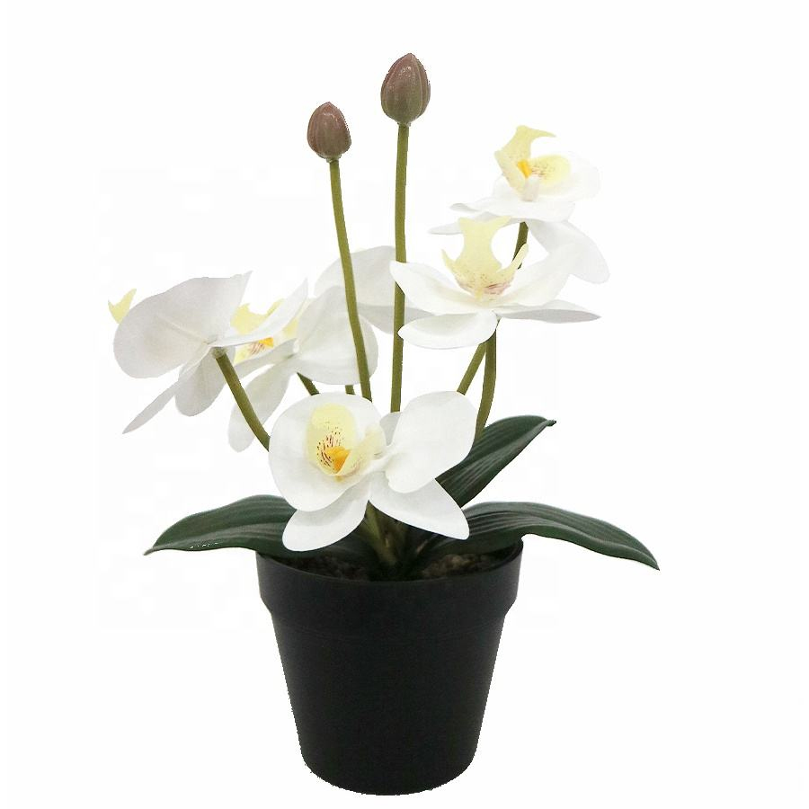 white orhcid plant