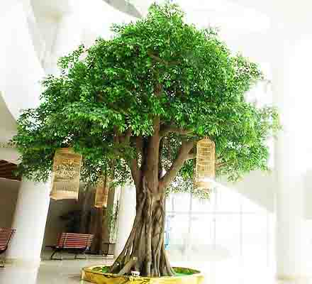 Árboles artificiales comerciales para interiores: todo lo que necesitas saber sobre vegetación de interior realista y segura.