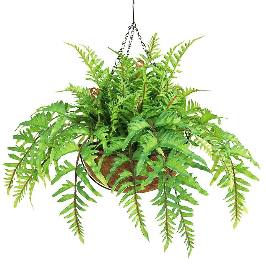hanging fern