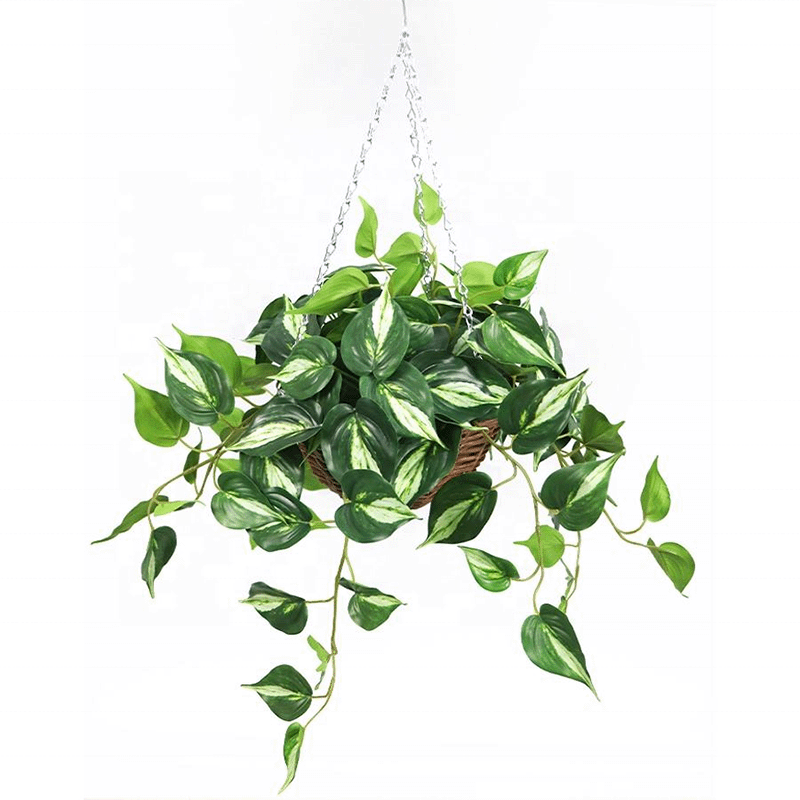 variegated hanging