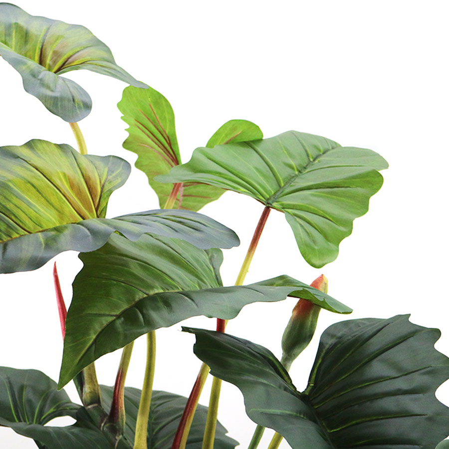 Colocasia leaves
