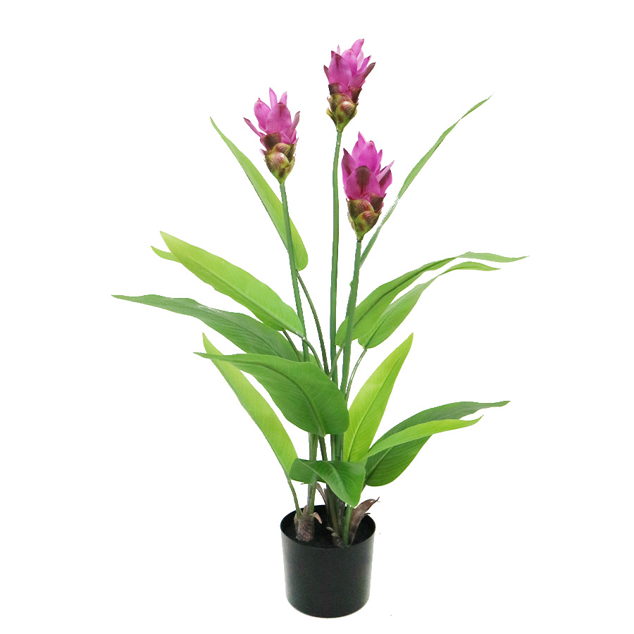 pink curcuma plant
