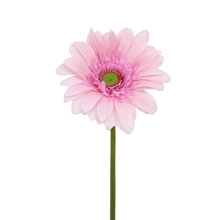flower stem