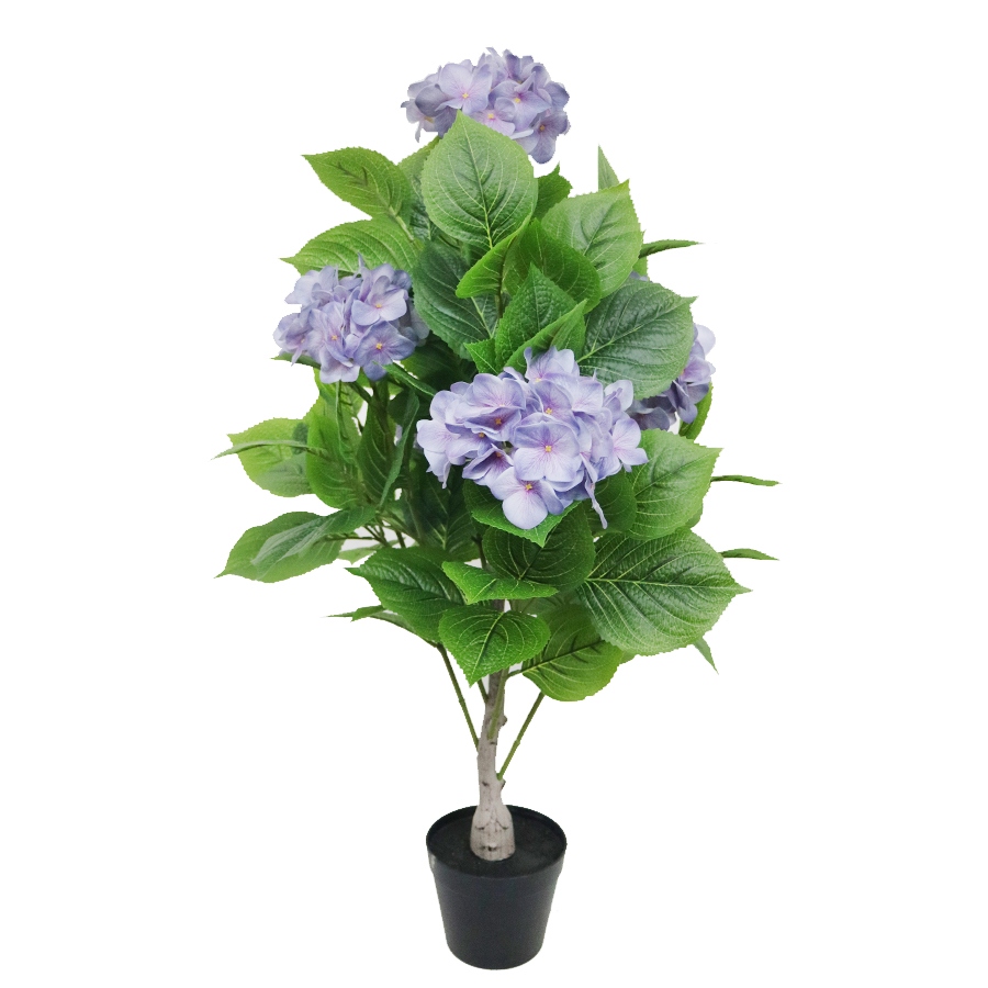 plant hydrangea