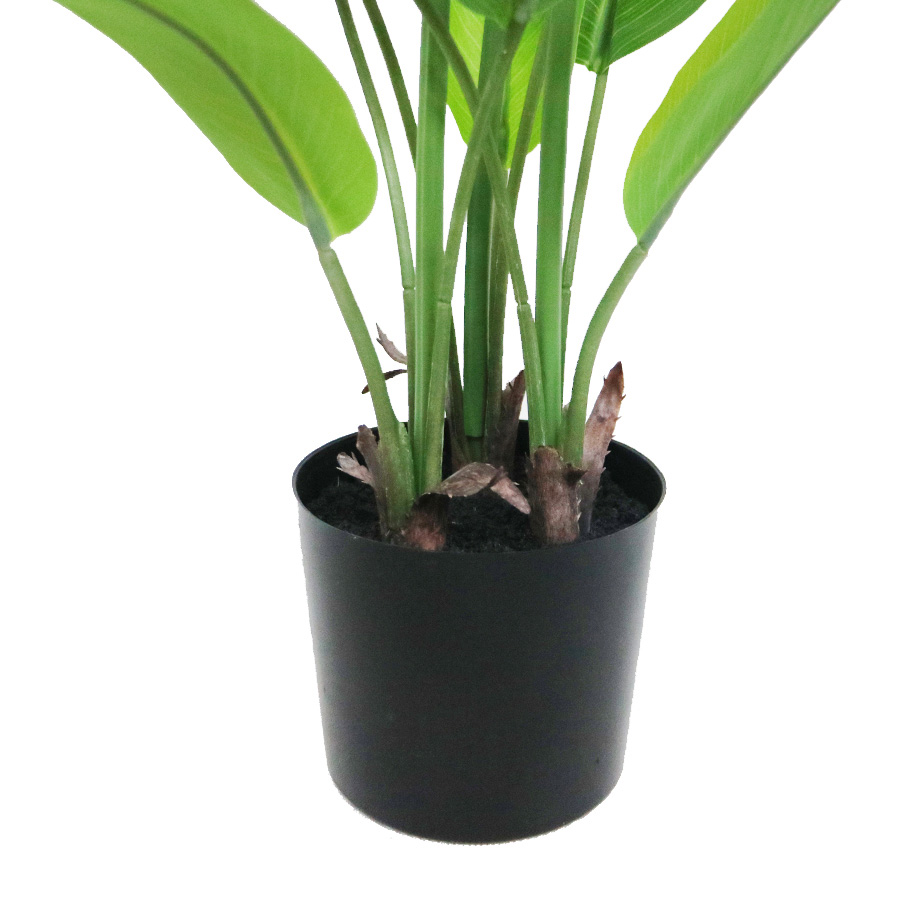 curcuma plant