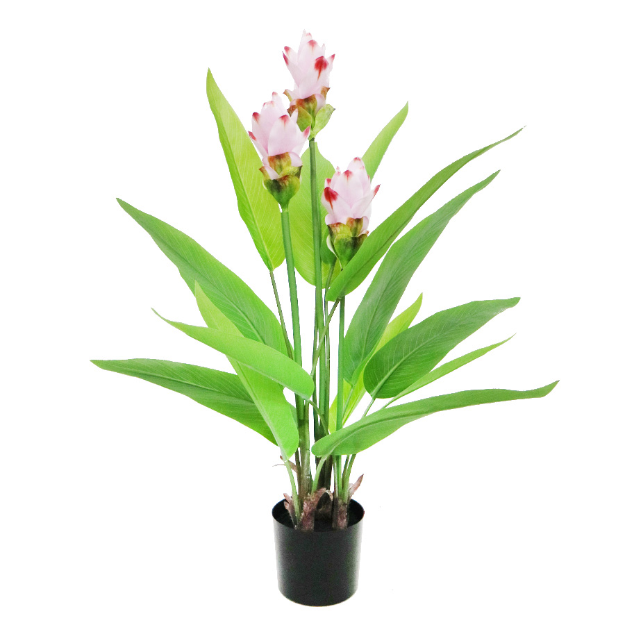 indoor curcuma plant