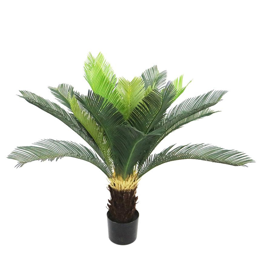 cycas tree