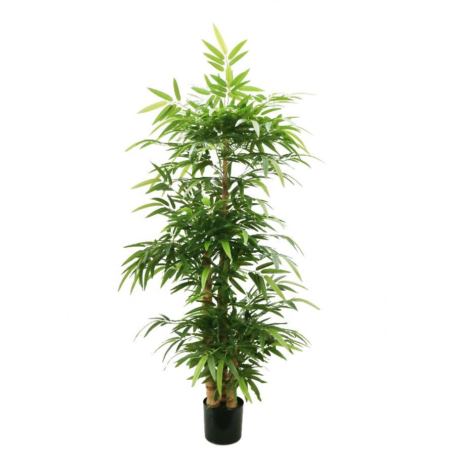 Buddha bamboo tree