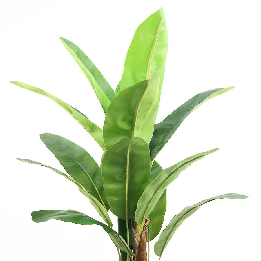 indoor banana tree