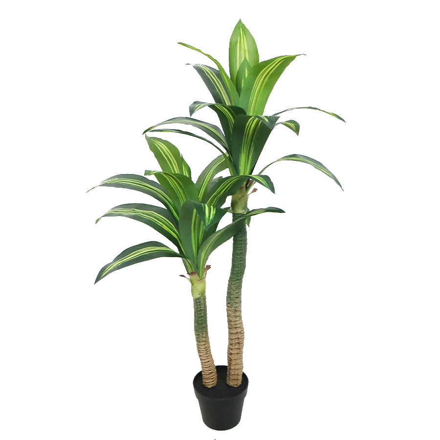 dracaena dragon tree care