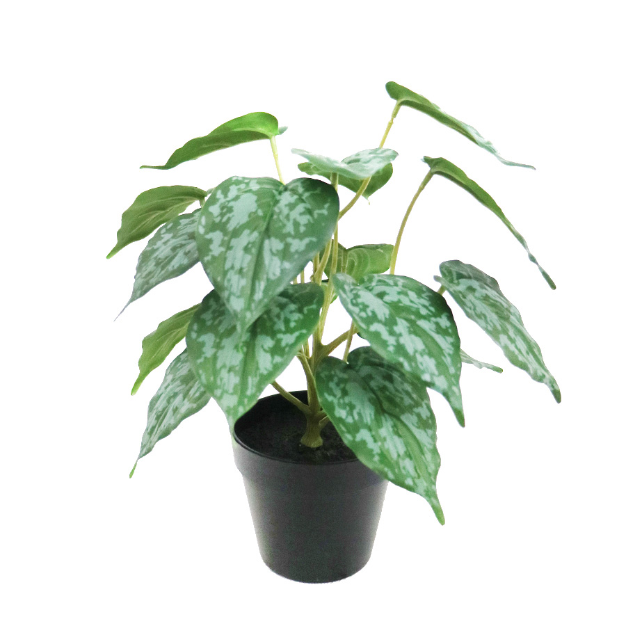 decorative small bonsai