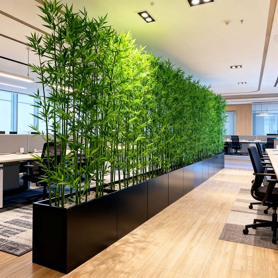 decorative plant