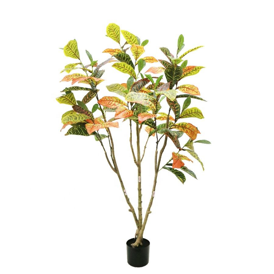 150cm croton tree