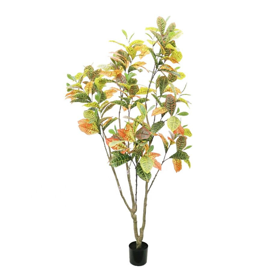 210cm croton tree
