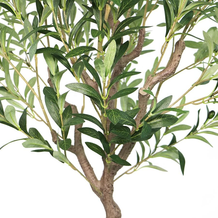 olive tree