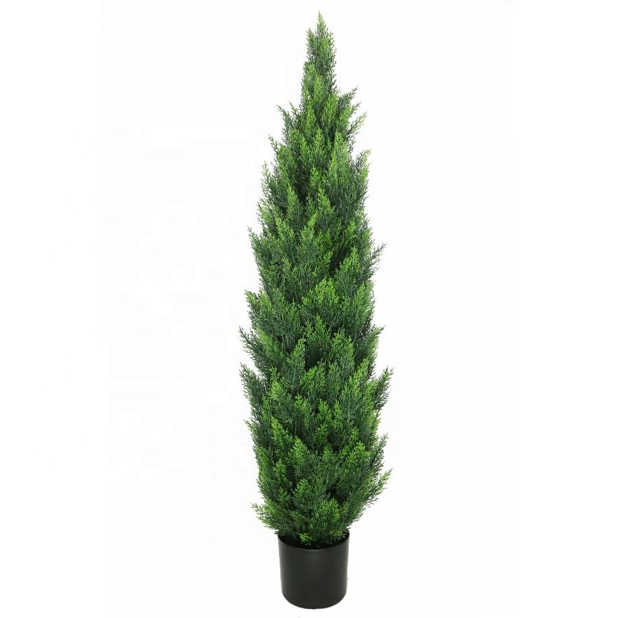 cypress tree